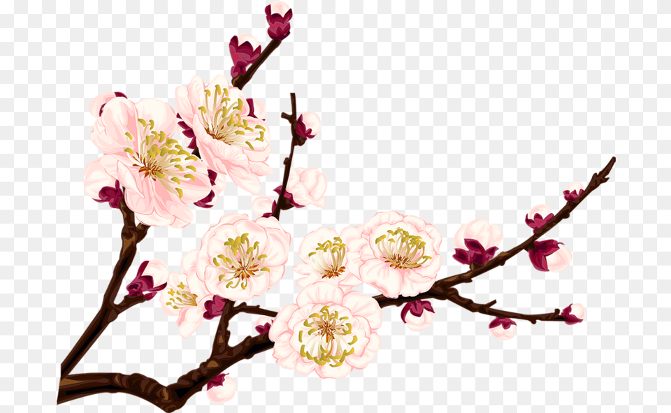 Flower Branch Plum Flower, Plant, Cherry Blossom, Rose, Petal Free Transparent Png