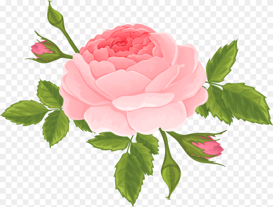 Flower Bud, Plant, Rose, Carnation, Peony Free Png