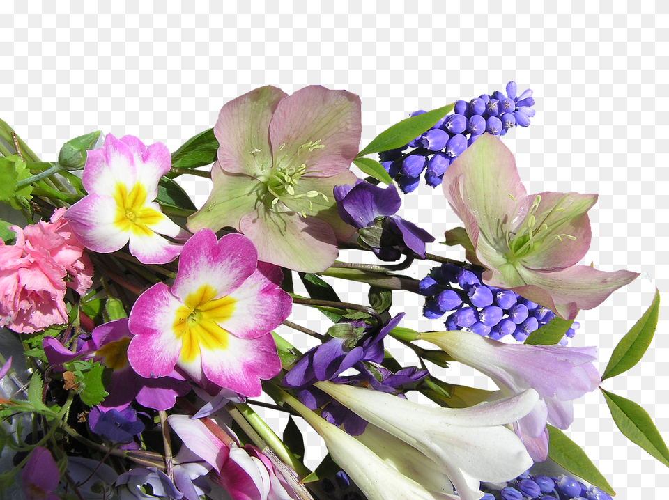 Flower Bunch Mixed Free Photo Flower, Flower Arrangement, Flower Bouquet, Geranium, Plant Png Image