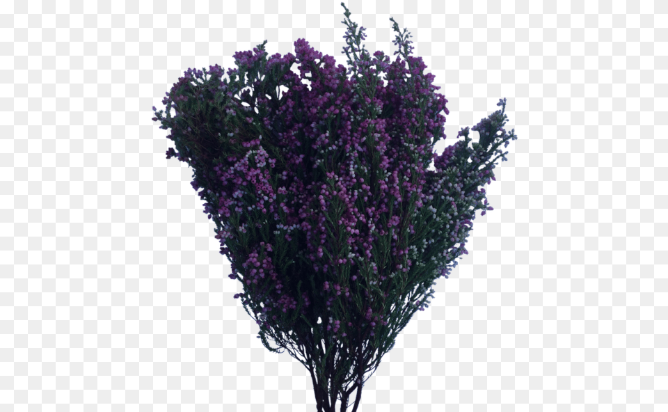 Flower Bush Flowers Bush Purple, Plant, Mineral, Lavender Free Transparent Png
