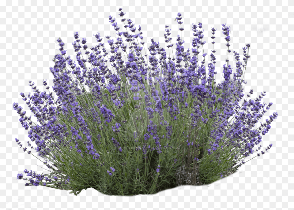 Flower Bush Picture Transparent Lavender Bush, Plant, Vegetation Png Image