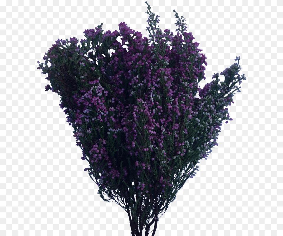 Flower Bush Portable Network Graphics, Plant, Purple, Lavender, Flower Arrangement Free Transparent Png