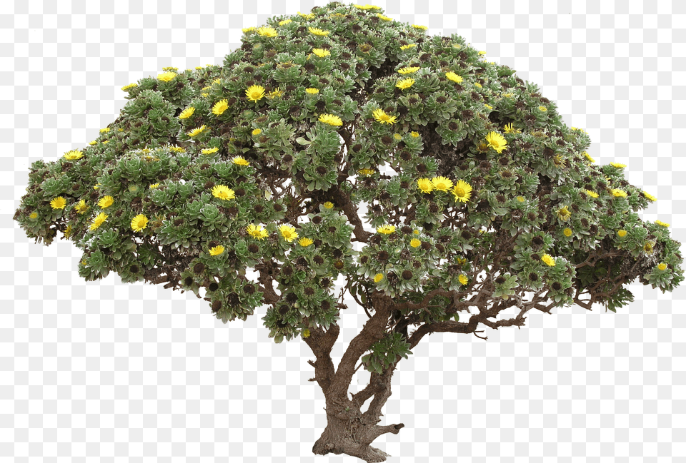 Flower Bushes Picture Transparent Background Tree, Bumper, Transportation, Vehicle, Car Png Image