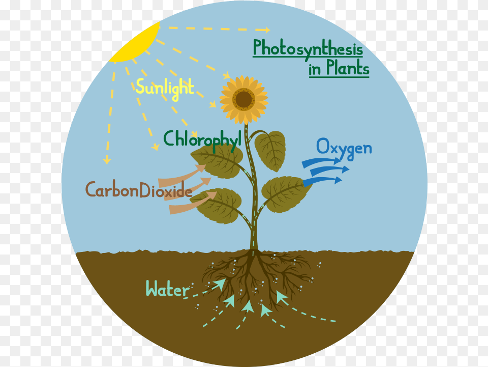 Flower Bushes Process Of Photosynthesis Photosynthesis Diagram Of A Plant, Sunflower Png Image