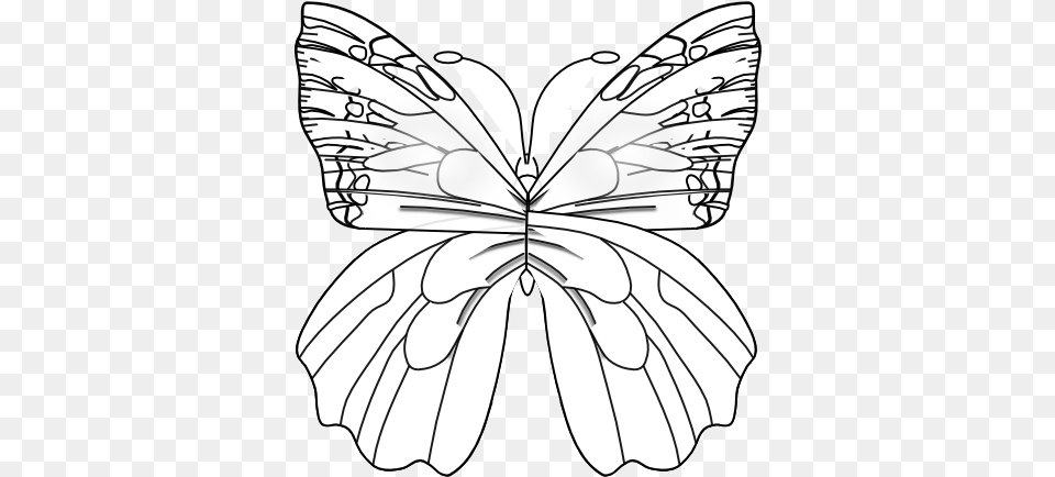 Flower Butterfly Black White Line Art 555px Pieridae, Drawing, Person Png