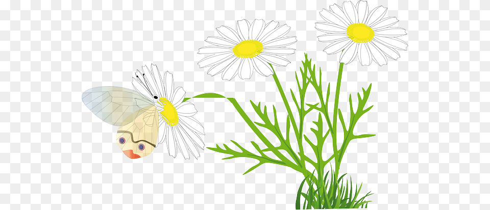 Flower Butterfly Yellow Flower Chamomile Papatya Vektr, Daisy, Plant, Petal Png Image