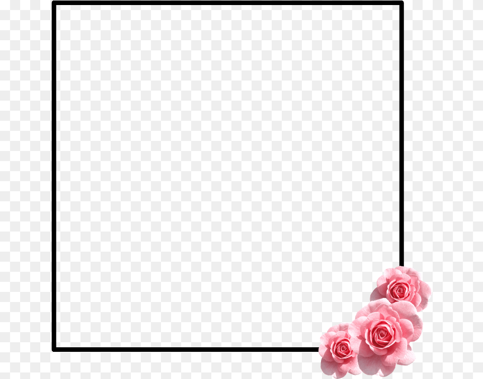 Flower Cake Border For Word Document, Petal, Plant, Rose Png Image