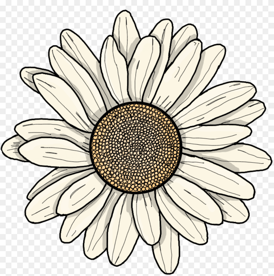 Flower Cartoon Sticker By Stacy Cartoon Flower Sticker, Daisy, Plant, Sunflower Free Png Download