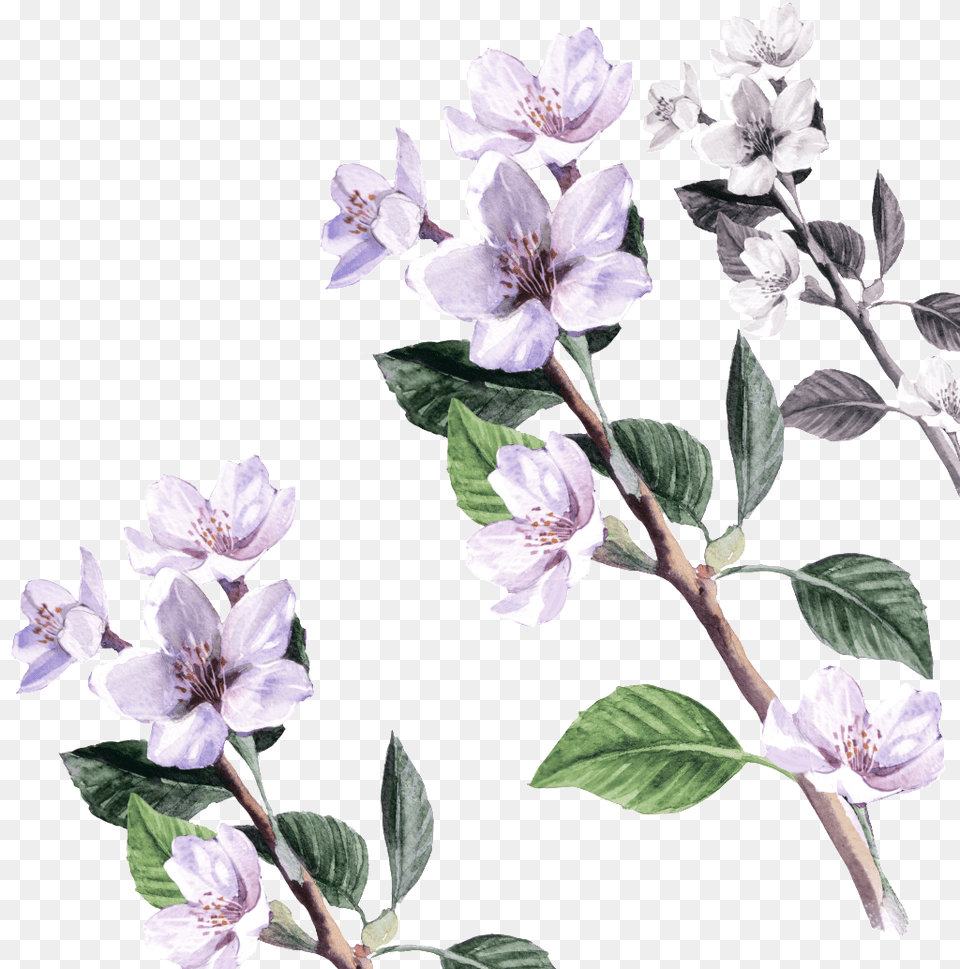 Flower Cartoon Transparent About Flowersfloral Vintage Transparent Flowers Cartoon, Plant, Acanthaceae, Pollen, Petal Png Image