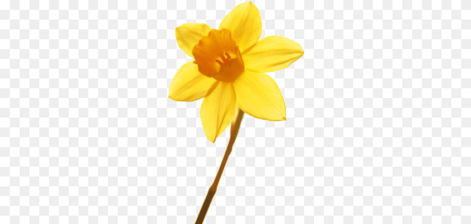 Flower Cennin Aur A Century Of Welsh Music, Daffodil, Plant, Nature, Outdoors Free Png Download