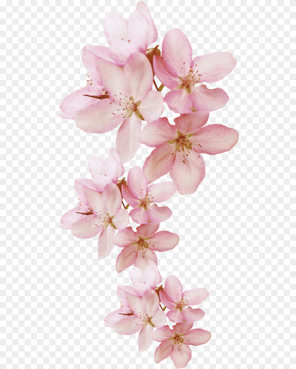 Flower Cherry Blossom, Geranium, Petal, Plant, Cherry Blossom Free Transparent Png