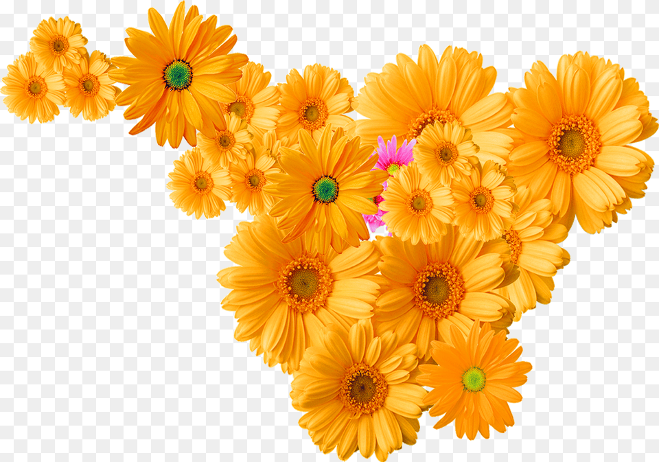 Flower Chrysanthemum Icon Yellow Chrysanthemum Decoration Transparent Background Chrysanthemum Flower, Daisy, Petal, Plant, Anemone Png