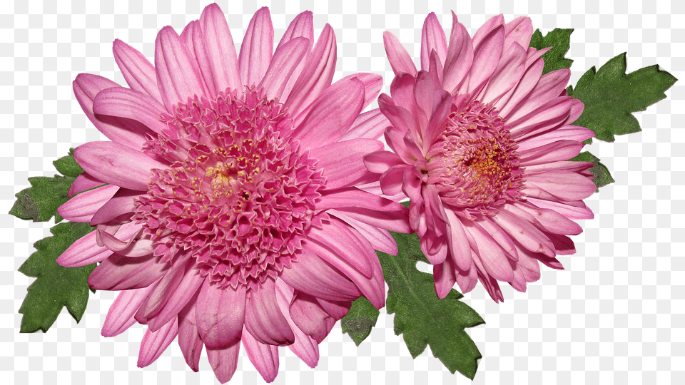 Flower Chrysanthemum Pink Bloom Flora Hrizantema, Dahlia, Daisy, Petal, Plant Free Transparent Png