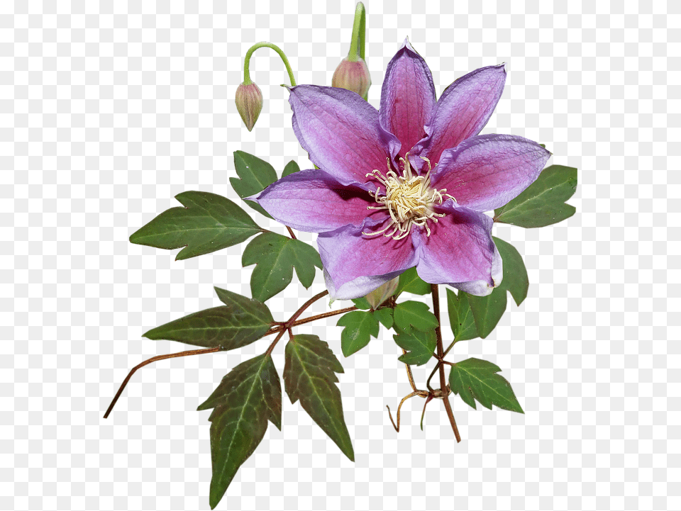 Flower Clematis Creeper Garden Nature Cut Out Windflower, Acanthaceae, Geranium, Plant, Pollen Png