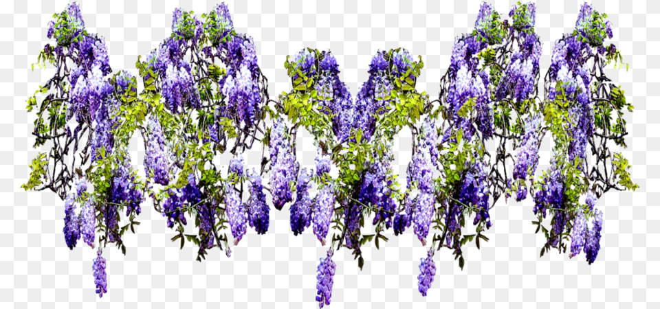 Flower Climbing Wide Wisteria, Plant, Purple, Lavender Free Transparent Png