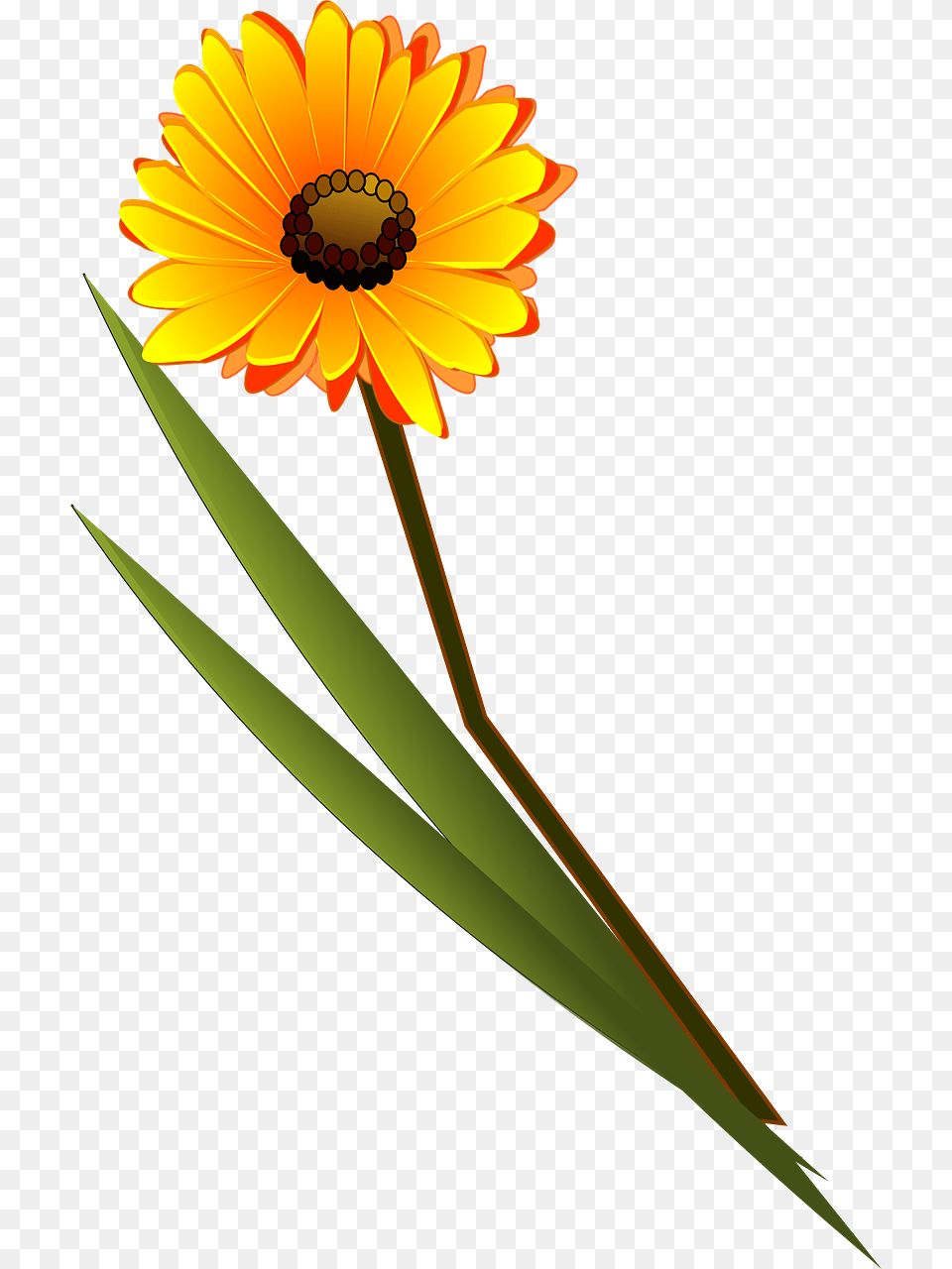 Flower Clip Art, Daisy, Petal, Plant, Sunflower Free Png