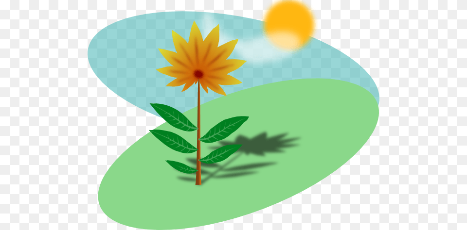 Flower Clip Art, Daisy, Leaf, Plant, Herbal Png