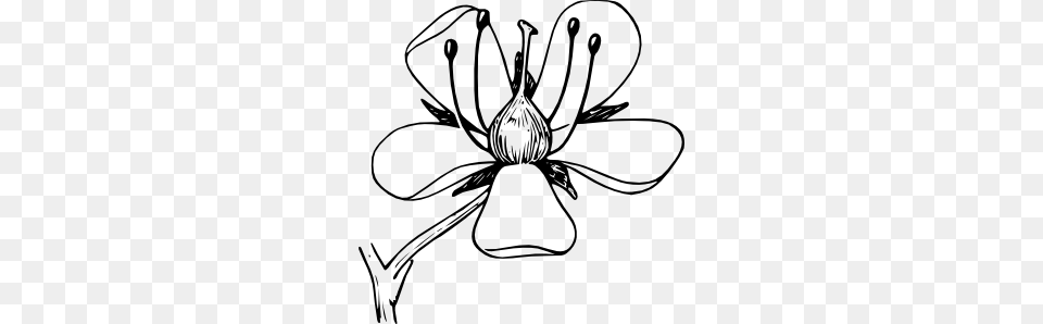 Flower Clip Art, Plant, Drawing, Smoke Pipe, Orchid Png