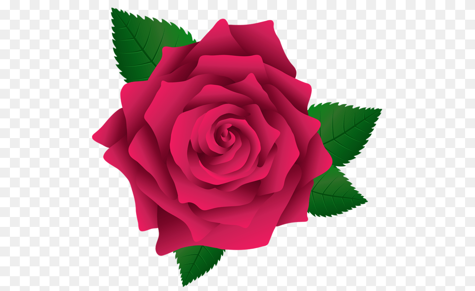 Flower Clip Art Clip Art Pink, Plant, Rose Free Transparent Png
