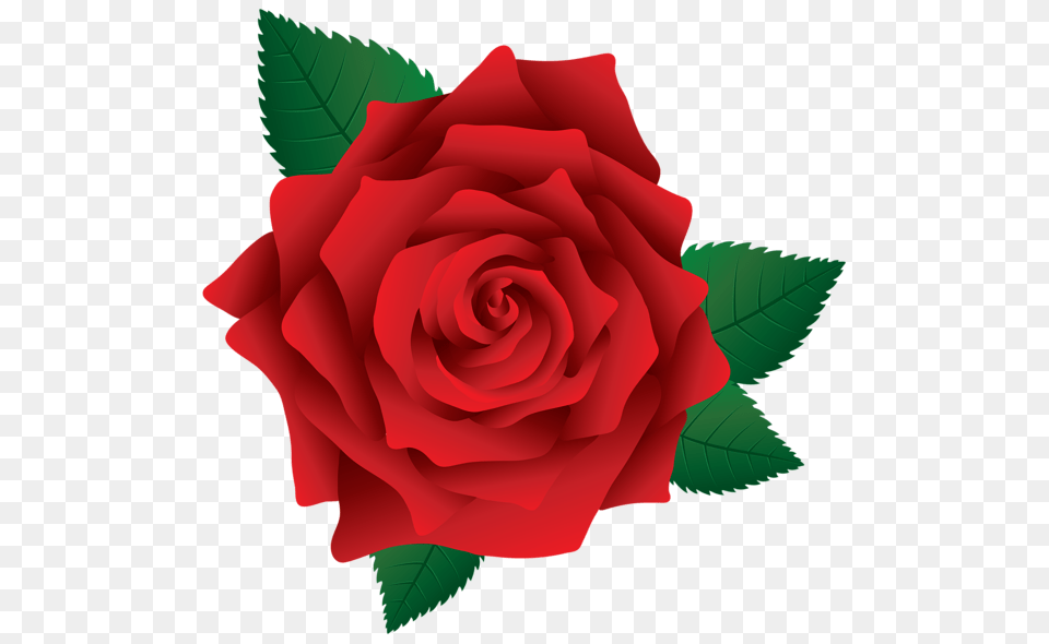 Flower Clip Art Clip Art Red, Plant, Rose Free Png Download