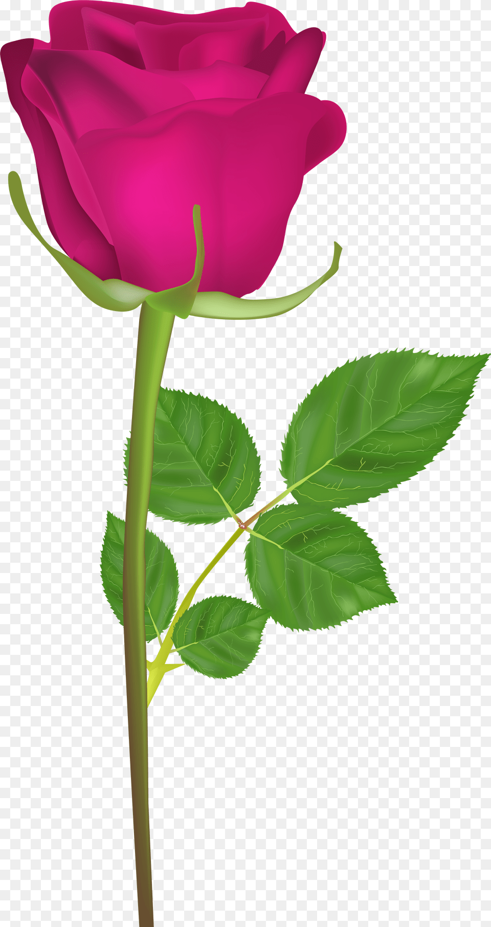 Flower Clip Art Royalty With Stem Hd Gulab Ka Phool Free Png Download