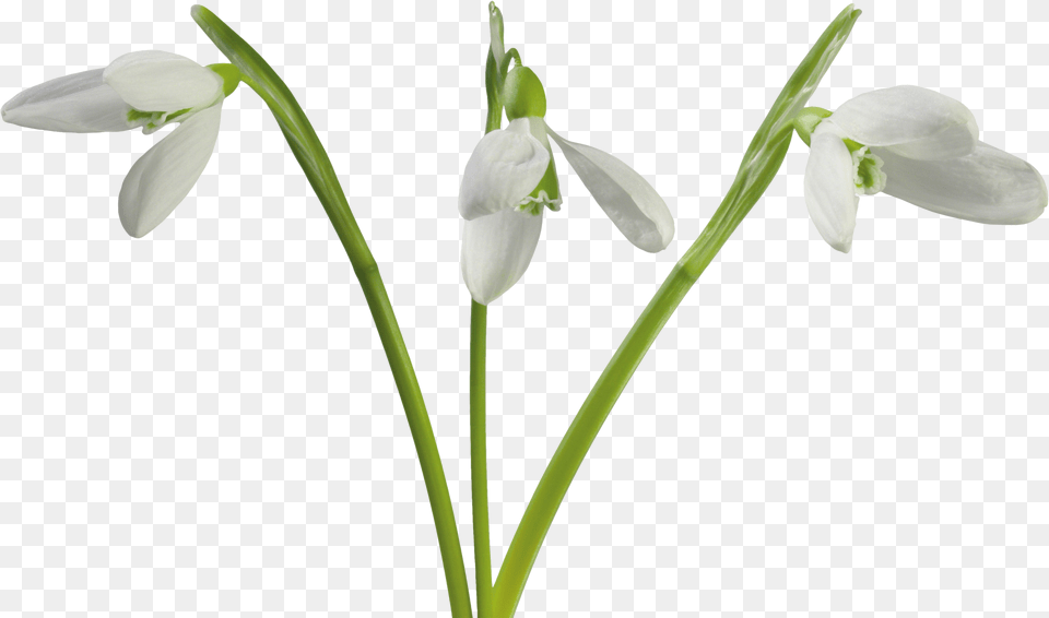 Flower Clip Art Snowdrop Drawing Amaryllidaceae, Plant, Petal, Anther Free Transparent Png