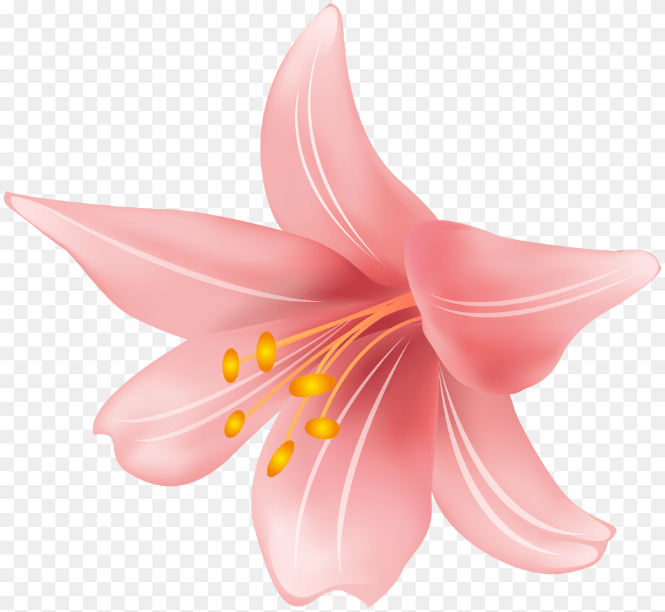 Flower Clip Art Transparent, Anther, Plant, Lily, Person Free Png Download