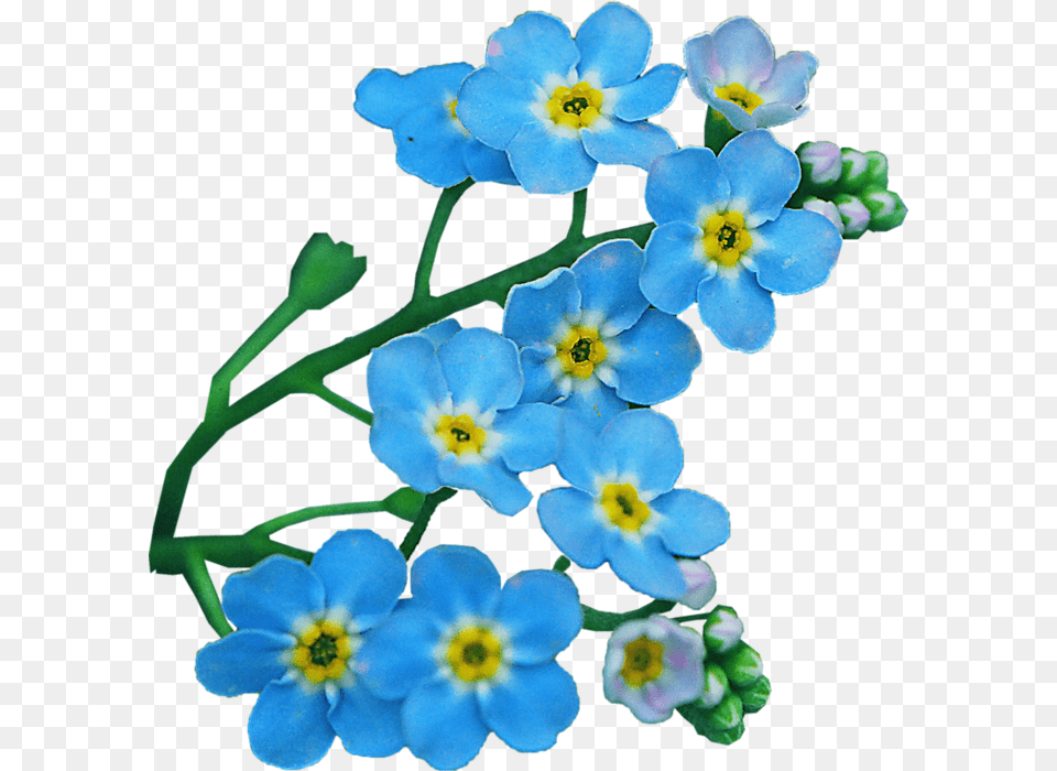 Flower Clip Art Transprent Nezabudka, Anemone, Geranium, Petal, Plant Free Png