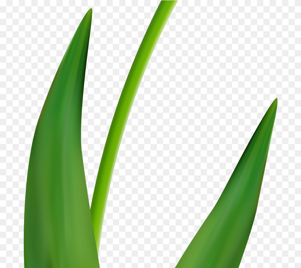 Flower Clip Art Tulips Clipart Amp Vector Design, Leaf, Plant, Aloe, Green Png Image