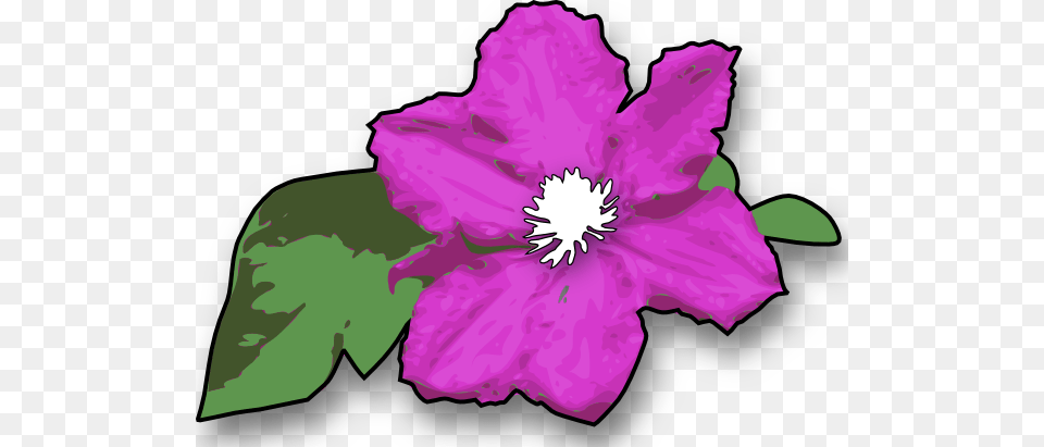 Flower Clip Art Vector, Anemone, Plant, Purple, Anther Free Transparent Png