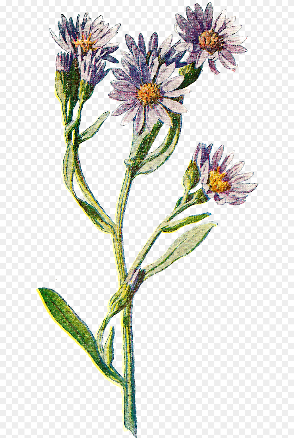 Flower Clip Art Wildflower Illustration Digital Download, Daisy, Plant Png Image