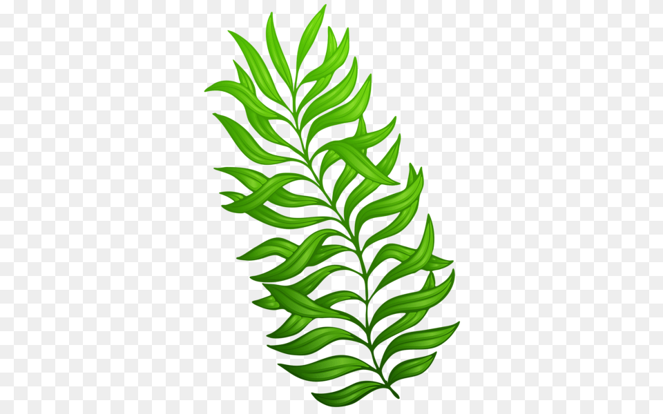 Flower Clip Arts Plants, Conifer, Green, Leaf, Plant Png Image