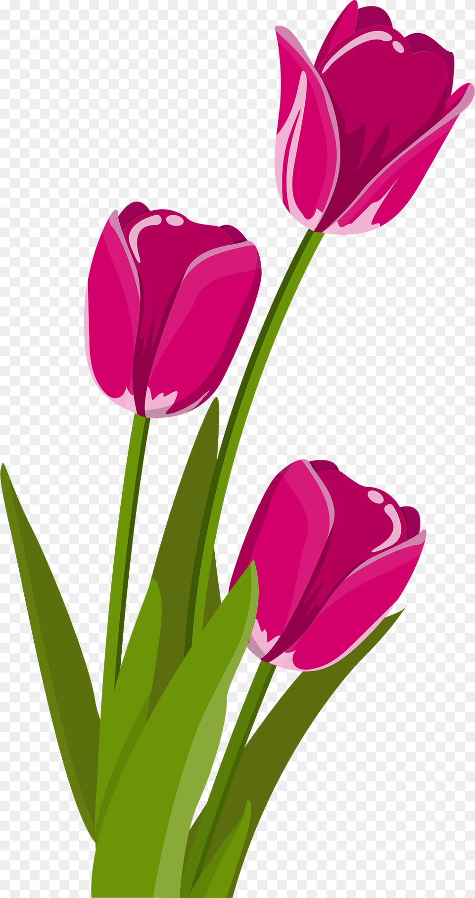 Flower Clipart, Plant, Tulip Free Transparent Png