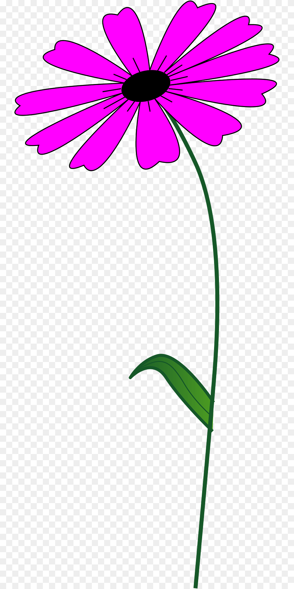 Flower Clipart, Daisy, Petal, Plant Free Transparent Png