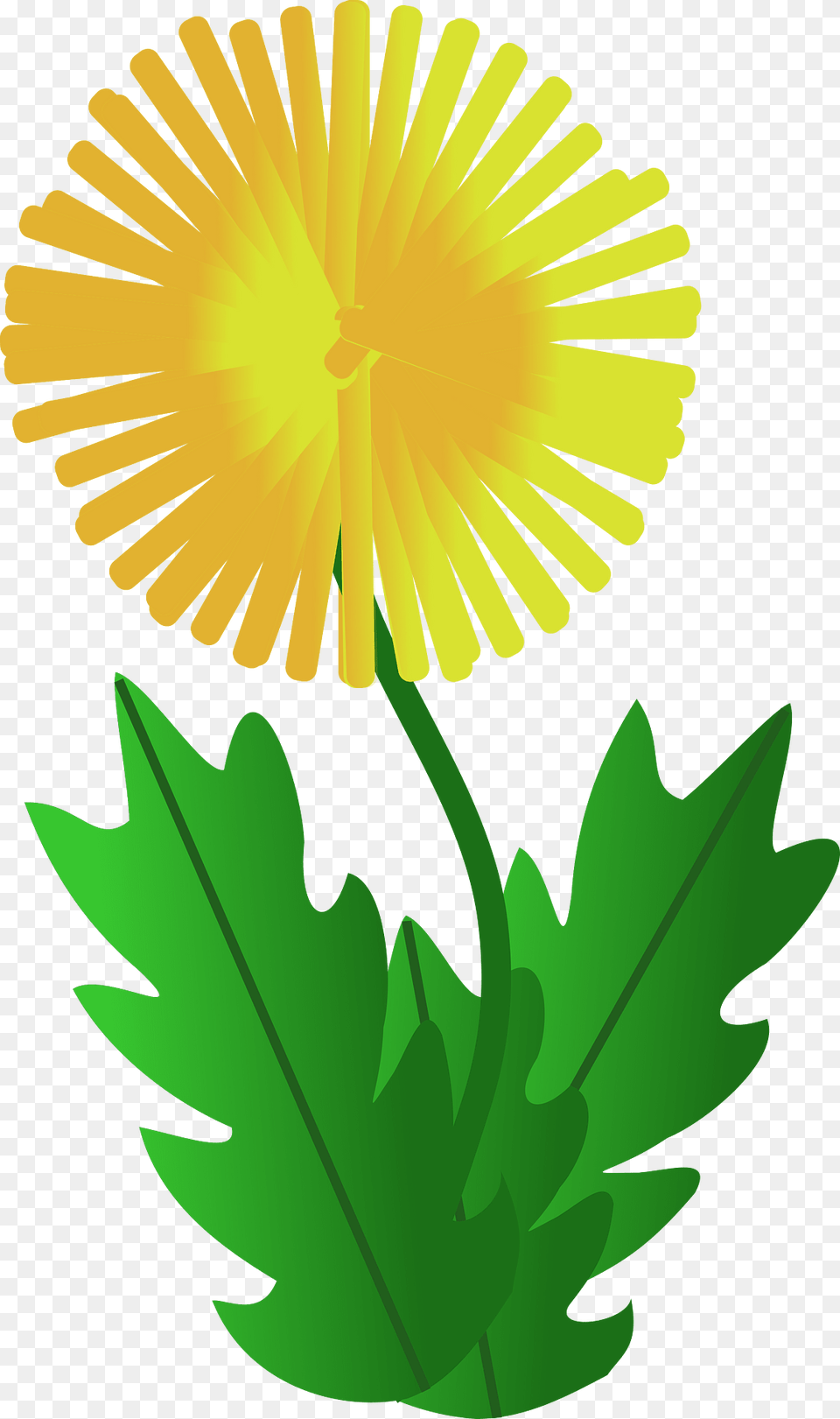 Flower Clipart, Plant, Dandelion, Daisy Free Transparent Png