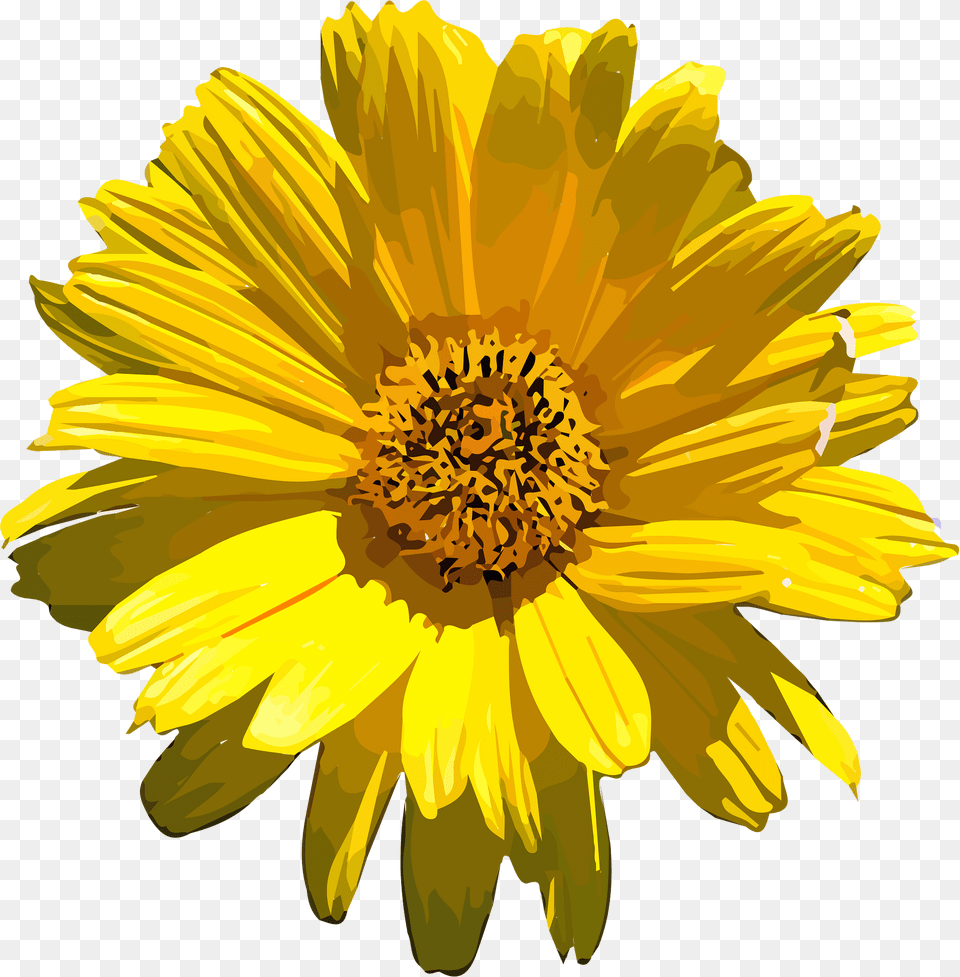 Flower Clipart, Daisy, Plant, Pollen, Sunflower Free Png Download