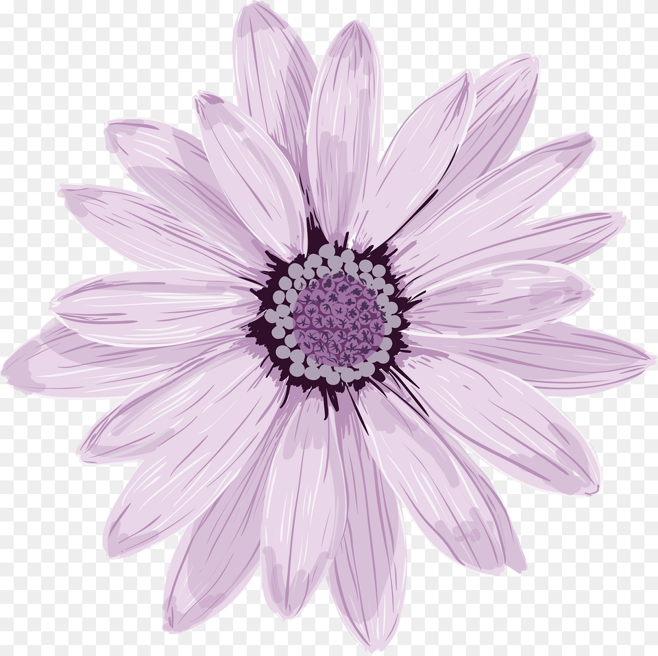 Flower Clipart, Dahlia, Daisy, Plant, Petal Free Png