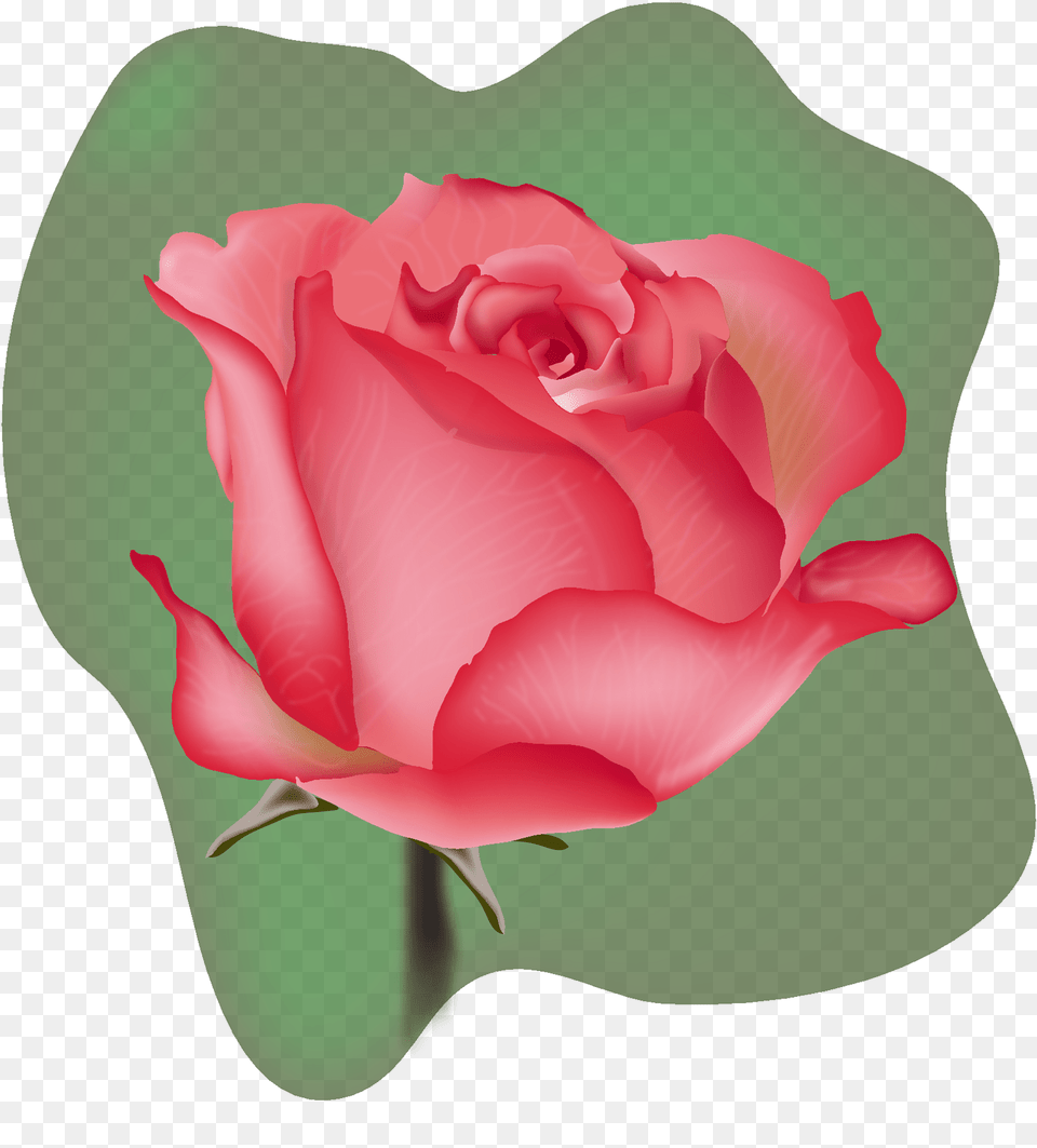 Flower Clipart, Plant, Rose, Petal Free Png Download