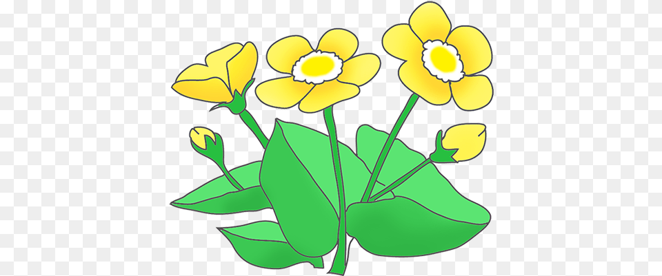 Flower Clipart, Anemone, Daffodil, Plant, Leaf Png Image