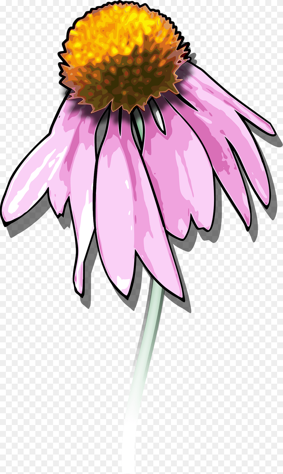 Flower Clipart, Anther, Daisy, Petal, Plant Free Png Download