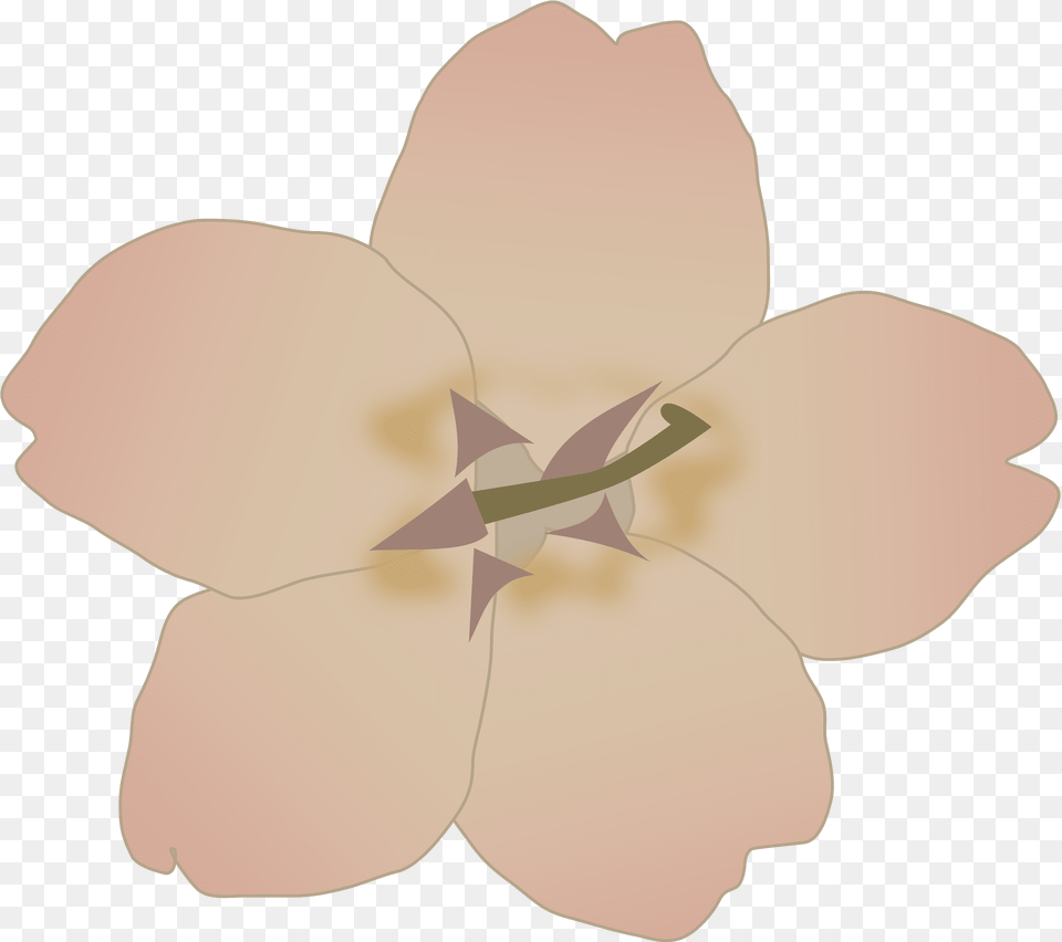 Flower Clipart, Plant, Petal, Anemone, Anther Free Transparent Png