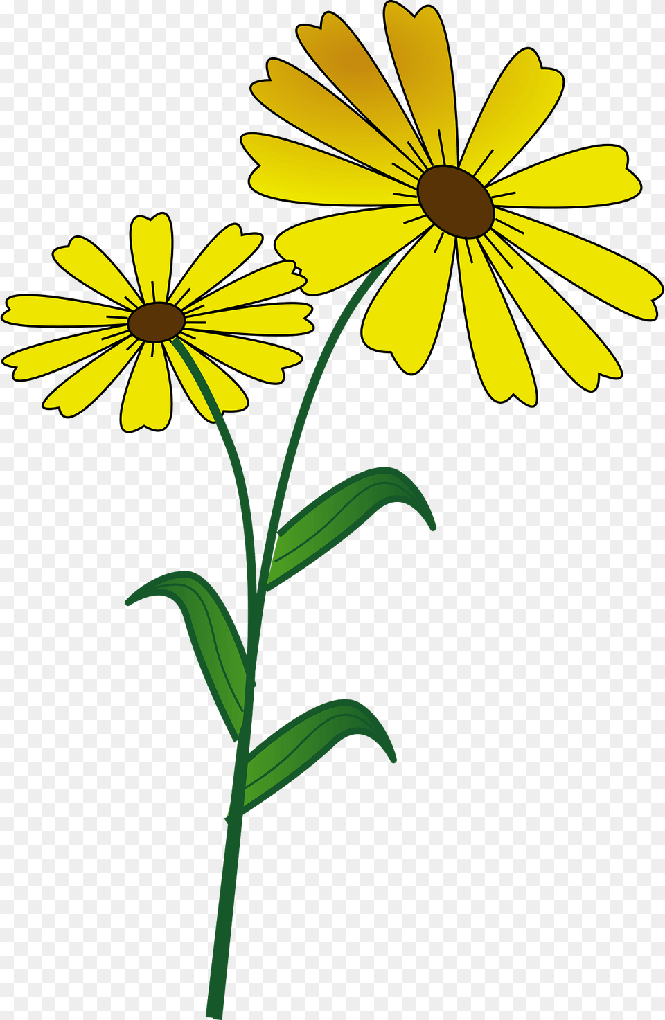 Flower Clipart, Daisy, Plant, Petal Png