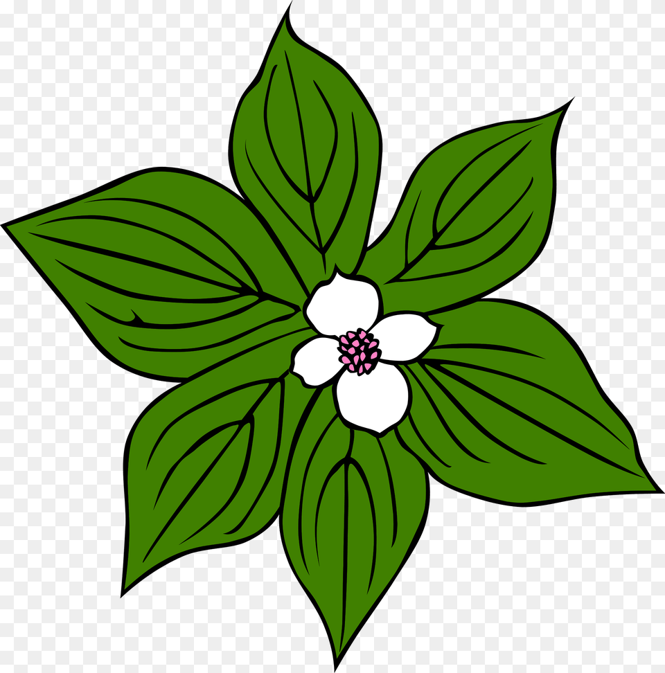 Flower Clipart, Leaf, Plant, Green, Anemone Png