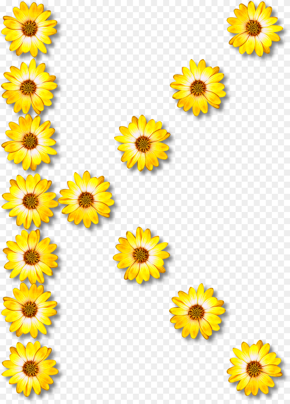 Flower Clipart Alphabet K, Daisy, Petal, Plant, Sunflower Png Image