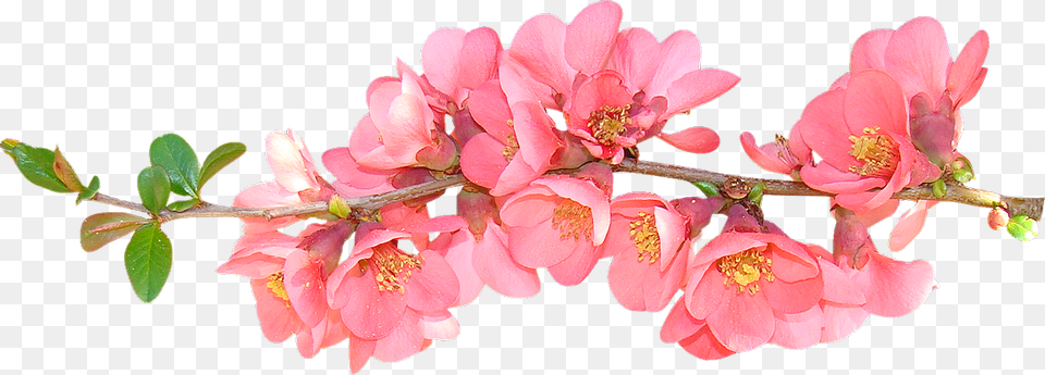 Flower Clipart Cute Sprig Of Spring Flowers Spring Flowers Transparent Background, Petal, Plant, Rose Free Png Download