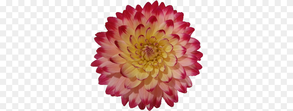 Flower Clipart Dahlia, Plant Free Png Download