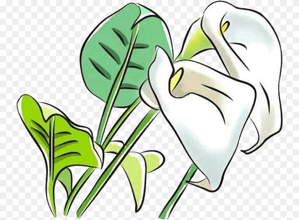 Flower Clipart Flower Arum Lilies Arum Lily, Plant, Leaf Png Image