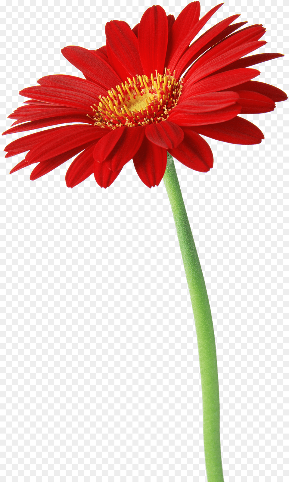 Flower Clipart Natural Shrubs Free Clip Art Of Natural Flower, Anther, Daisy, Plant, Dahlia Png