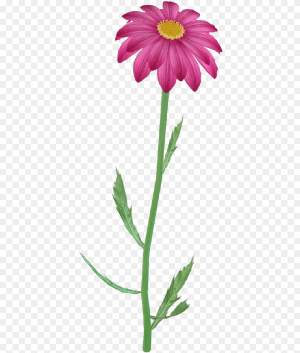 Flower Clipart Purple Daisy Pink Flowers Flower Flower On A Steam Clipart, Plant, Petal Free Transparent Png