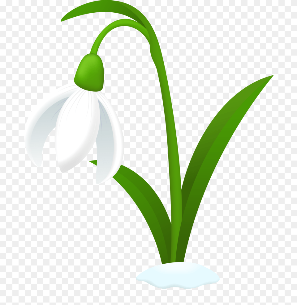 Flower Clipart Snowflake, Amaryllidaceae, Plant, Petal Png Image